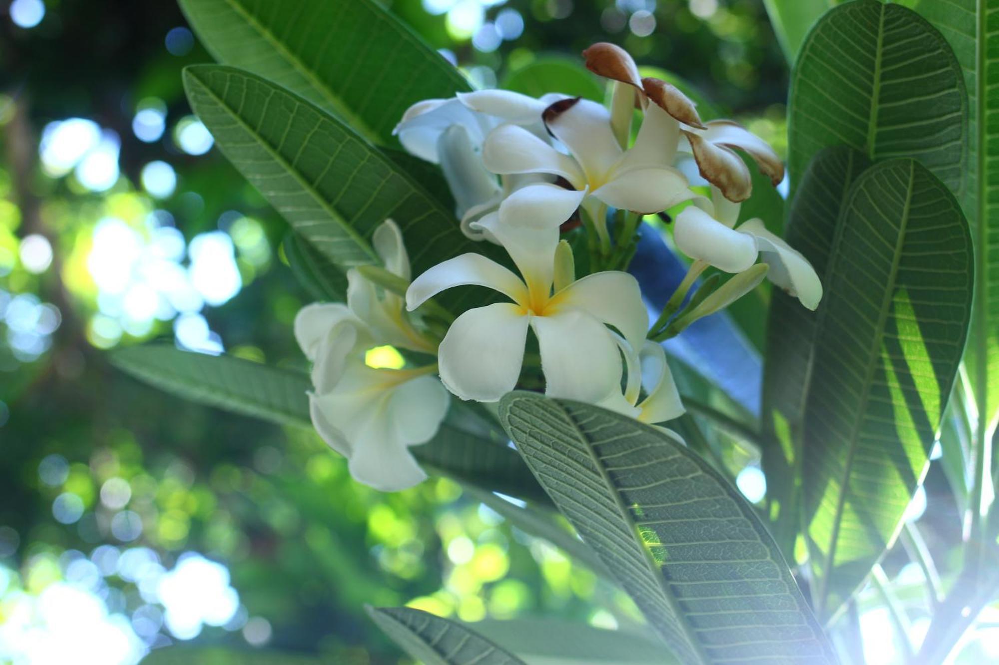 Three V Homestay Kuta  Екстериор снимка